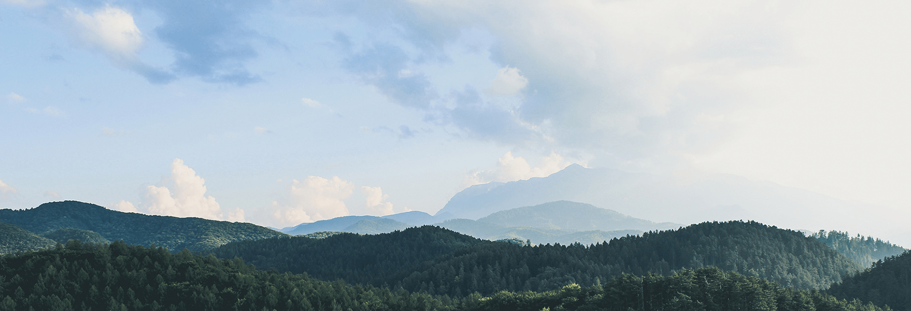 カテキンらんど